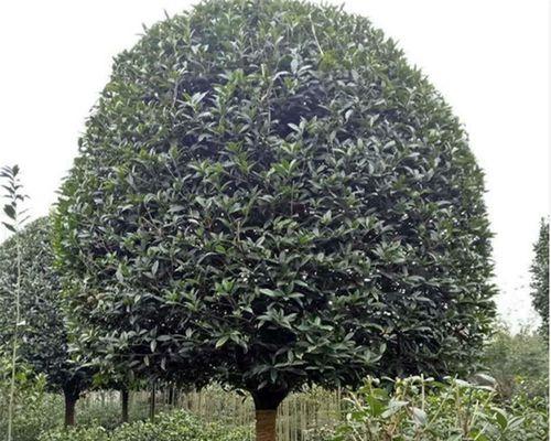 桂花树适合什么地方种植？如何选择最佳种植地点？