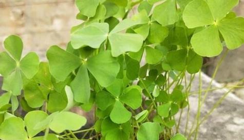 四叶草的花语是什么？它寓意着什么？