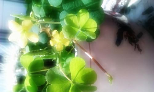 四叶草的花语是什么？它寓意着什么？