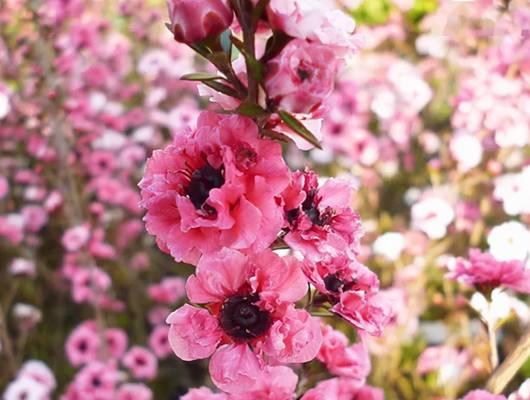 松红梅的花语是什么？松红梅的寓意和象征有哪些？