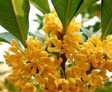 桂花树一年开几次花？如何确保其正常开花周期？