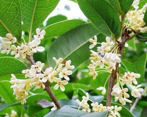 桂花树一年开几次花？如何确保其正常开花周期？