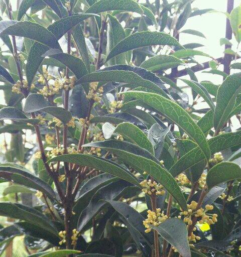 桂花树用什么肥料好？如何根据季节选择合适的肥料？
