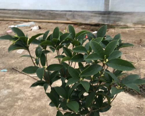 桂花树用什么肥料好？如何根据季节选择合适的肥料？