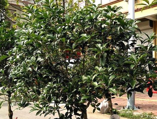 桂花树用什么肥料好？如何根据季节选择合适的肥料？