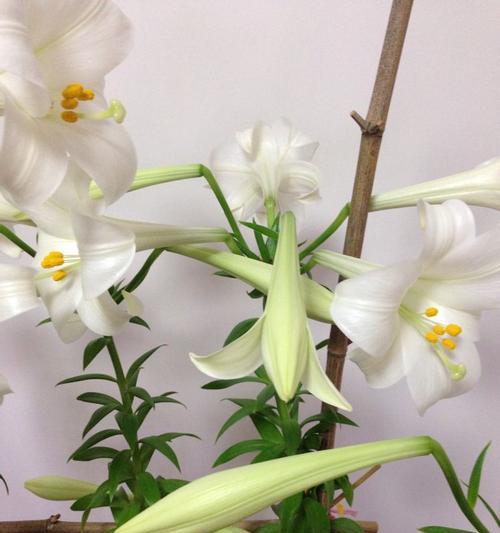 送白百合花代表什么意思？白百合花语有哪些含义？