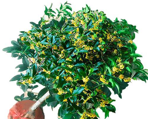 桂花树又叫什么树？它还有哪些别名？