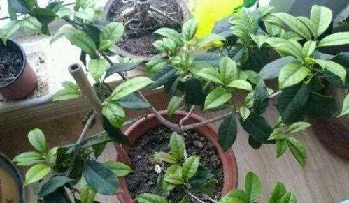 桂花树繁殖方法有哪些？繁殖过程中应注意什么问题？
