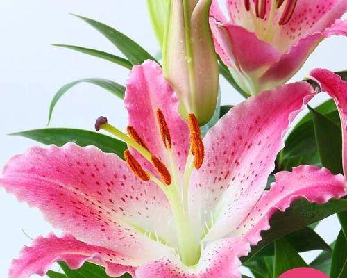 送百合花代表什么意思？百合花的花语有哪些含义？