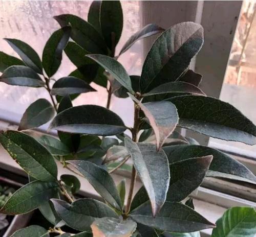 桂花树如何安全过冬？冬季护理有哪些要点？
