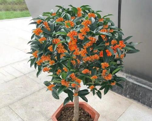 桂花树怎么养才长得好？有哪些养护技巧？