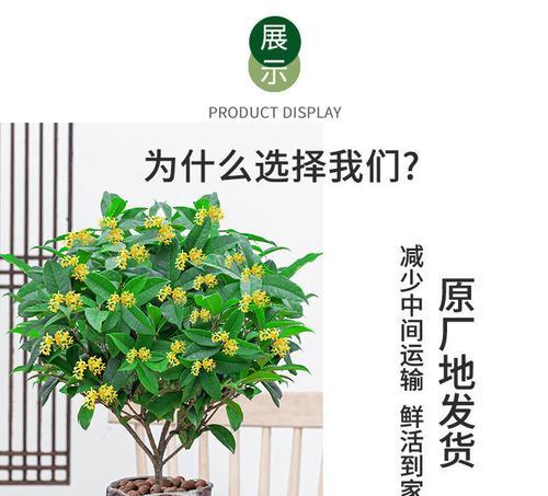 桂花树养殖方法有哪些？如何确保桂花树健康成长？