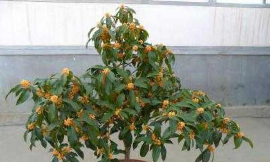 桂花树养殖方法有哪些？如何确保桂花树健康成长？