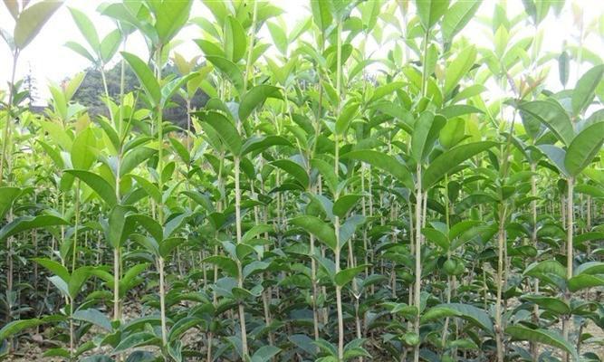 桂花树种子播种方法是什么？如何正确进行桂花树种子播种？