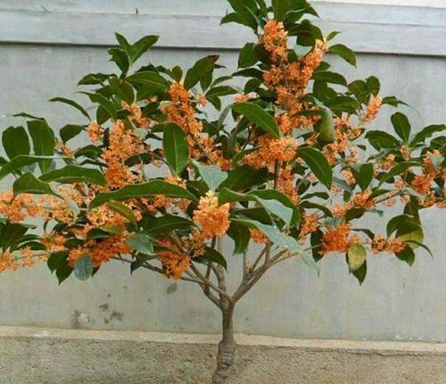 桂花树种子播种方法是什么？如何正确进行桂花树种子播种？