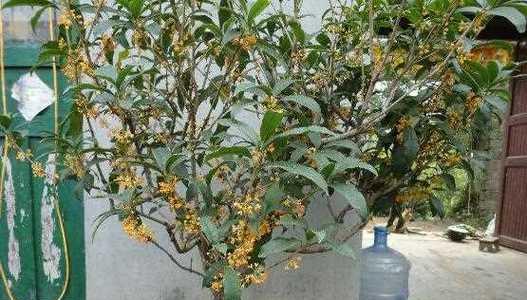 桂花树种子怎么种植？种植过程中需要注意哪些问题？