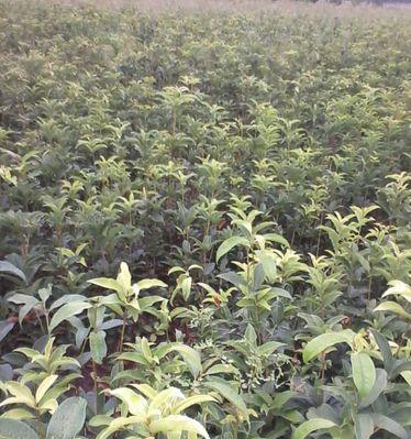 桂花树种子怎么种植？种植过程中需要注意哪些问题？