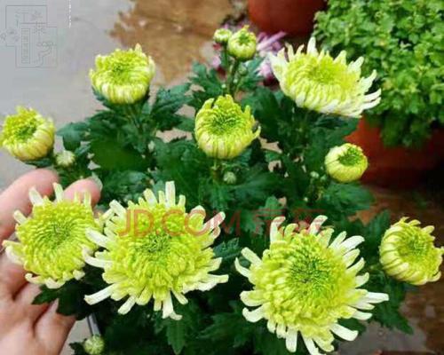 送菊花代表什么意思？菊花在不同场合下的含义是什么？