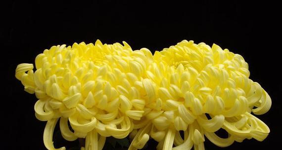送菊花代表什么意思？菊花在不同场合下的含义是什么？