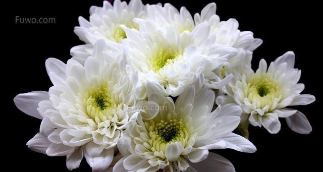 送菊花代表什么意思？菊花在不同场合下的含义是什么？