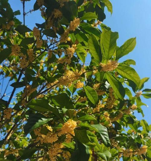 桂花需要经常浇水吗？它属于喜水植物吗？