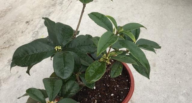 桂花夏天换盆可行吗？春秋季节换盆的优势是什么？