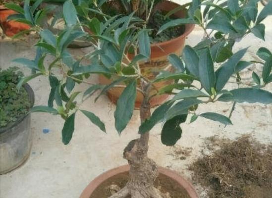 桂花夏天换盆可行吗？春秋季节换盆的优势是什么？