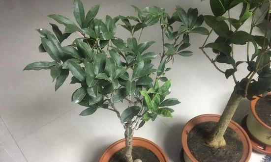 桂花夏天换盆可行吗？春秋季节换盆的优势是什么？