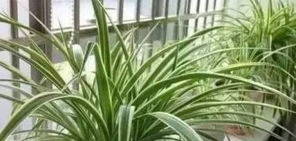 过期药物可以用来浇花吗？这样做安全吗？