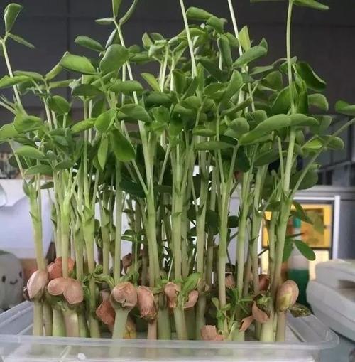 过期芝麻如何正确沤肥？沤肥过程中的注意事项是什么？