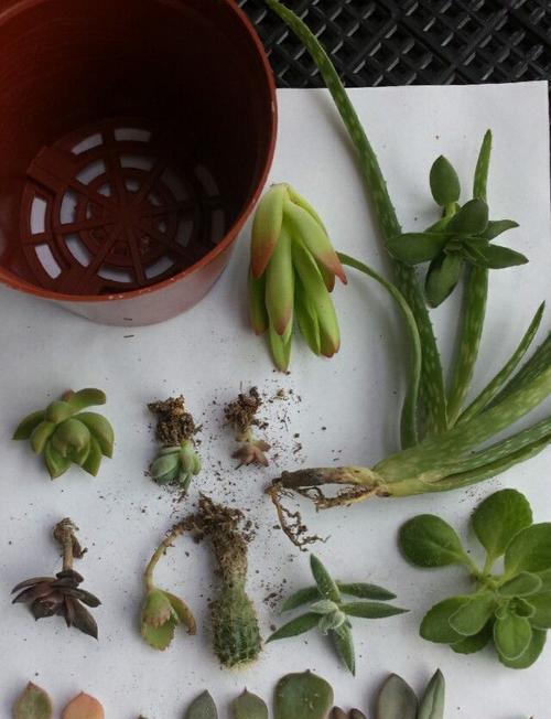 过期猪油如何正确处理成有机肥料？
