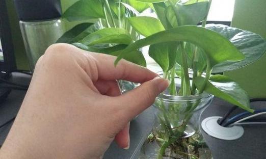 过期鸡蛋能用来种花吗？使用过期鸡蛋的正确方法是什么？