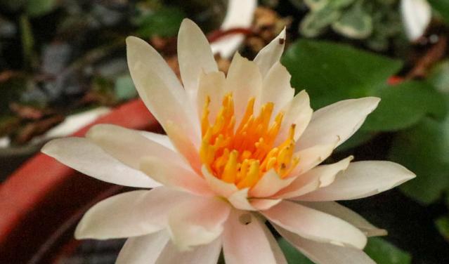 香槟睡莲花语是什么？了解其独特含义和象征意义？