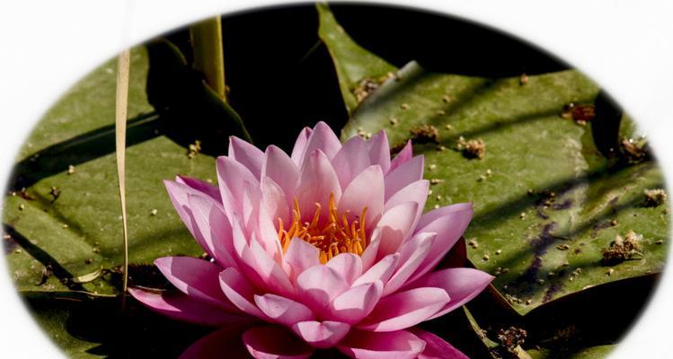 香槟睡莲花语是什么？了解其独特含义和象征意义？