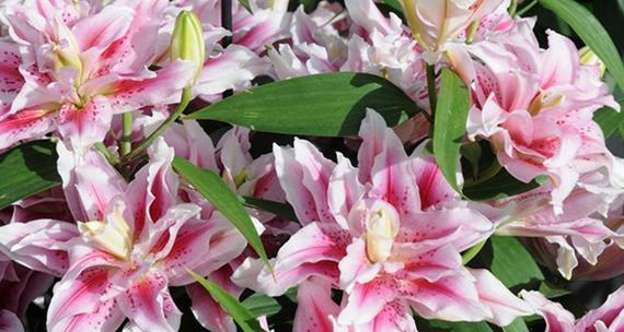 香水百合代表什么？花语和寓意有哪些常见问题解答？