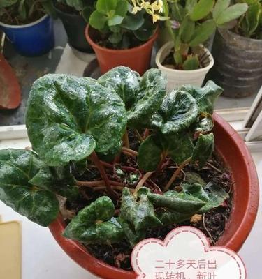 过期维生素c可以用来浇花吗？这样做有什么好处？