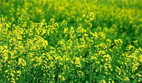 油菜花代表什么意思？油菜花的花语有哪些？