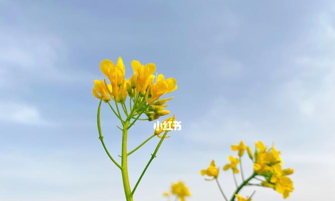 油菜花代表什么意思？油菜花的花语有哪些？