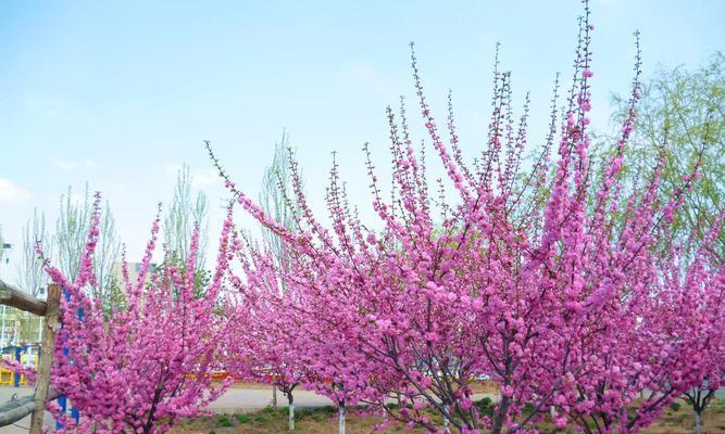 榆叶梅花语是什么？了解榆叶梅的花语含义及象征意义？