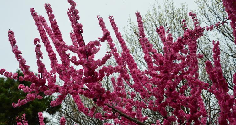 榆叶梅花语是什么？了解榆叶梅的花语含义及象征意义？