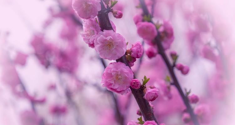 榆叶梅花语是什么？了解榆叶梅的花语含义及象征意义？