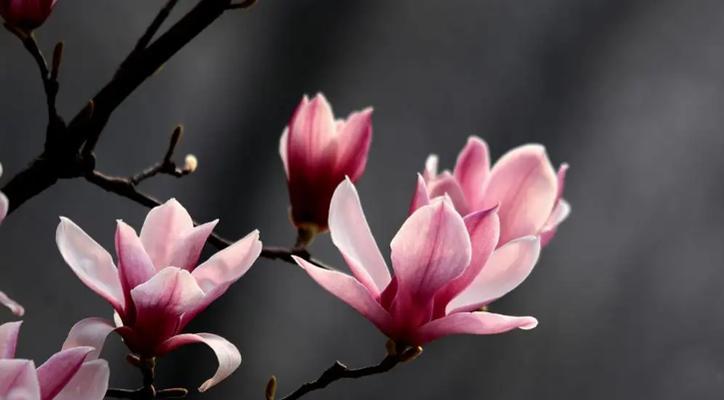 玉兰花的花语和寓意是什么？如何用玉兰花表达情感？