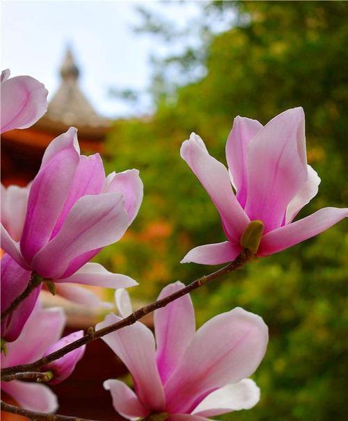 玉兰花代表什么？玉兰花的象征意义有哪些？