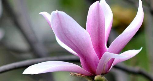 玉兰花代表什么？玉兰花的象征意义有哪些？