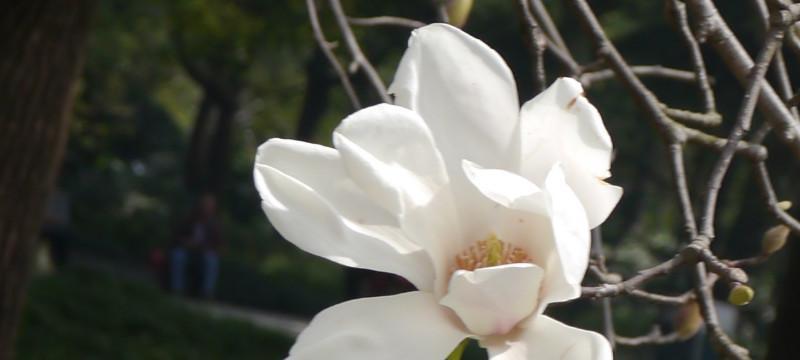 玉兰花象征着什么？玉兰花的花语和文化意义是什么？