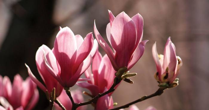 玉兰花象征着什么？玉兰花的花语和文化意义是什么？