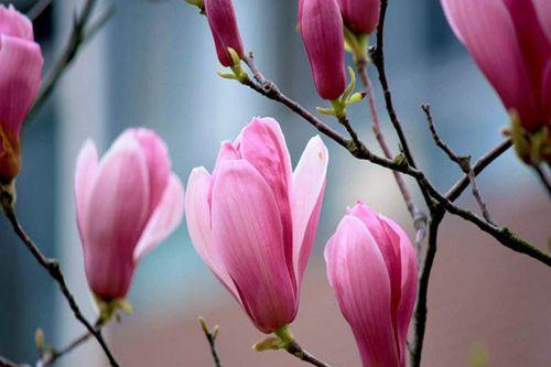 玉兰花象征着什么？玉兰花的花语和文化意义是什么？