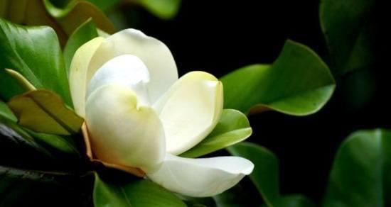 玉兰花语代表什么？如何理解玉兰花的象征意义？