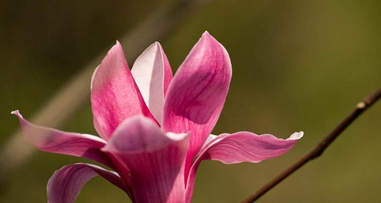 玉兰花语代表什么？如何理解玉兰花的象征意义？