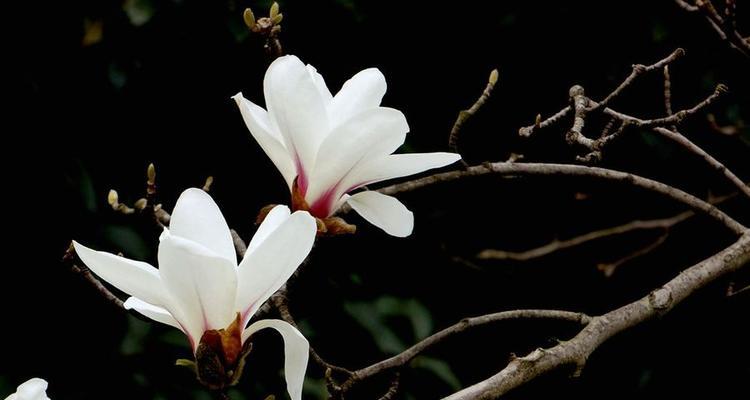 玉兰花的寓意和象征意义是什么？如何在园林设计中应用？